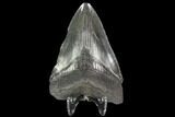 Fossil Megalodon Tooth - Georgia #109321-2